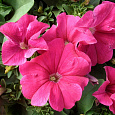 Петуния грандифлора Призм Брайт Роуз