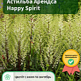 Астильба Арендса Happy Spirit Астильба Арендса Happy Spirit