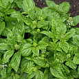 Базилик зеленый