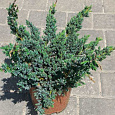 Можжевельник чешуйчатый Meyeri Compacta