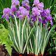 Ирис японский Вариегата