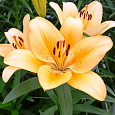 Лилия ЛА-гибрид Сэлмон Классик
