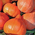 Тыква крупноплодная Россиянка