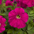 Петуния миллифлора Пикобелла Кармин