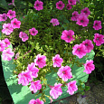 Петуния ампельная F1 Даймонд Роуз Вейн