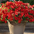 Петуния ампельная F1 Шок Вейв Ред