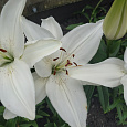 Лилия ЛА-гибрид Айс Кристал