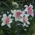 Лилия ЛО-гибрид Триумфатор