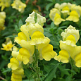 Львиный зев (Антирринум) обыкновенный Канарейка